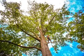 How Our Tree Care Process Works  in  Soldotna, AK