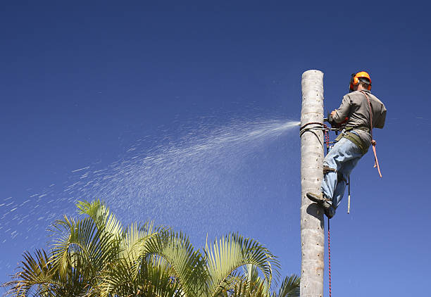 Lawn Maintenance Plans in Soldotna, AK